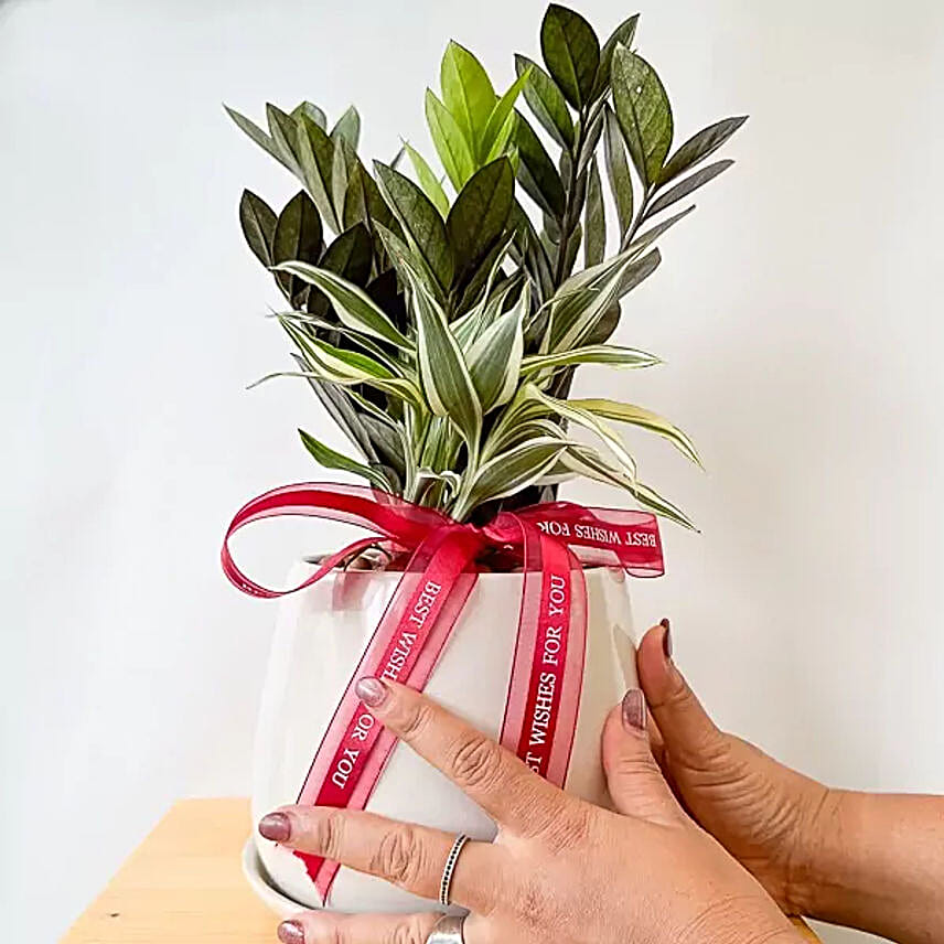 Indoor Houseplants Zanzibar Gem Air Purifier Plant