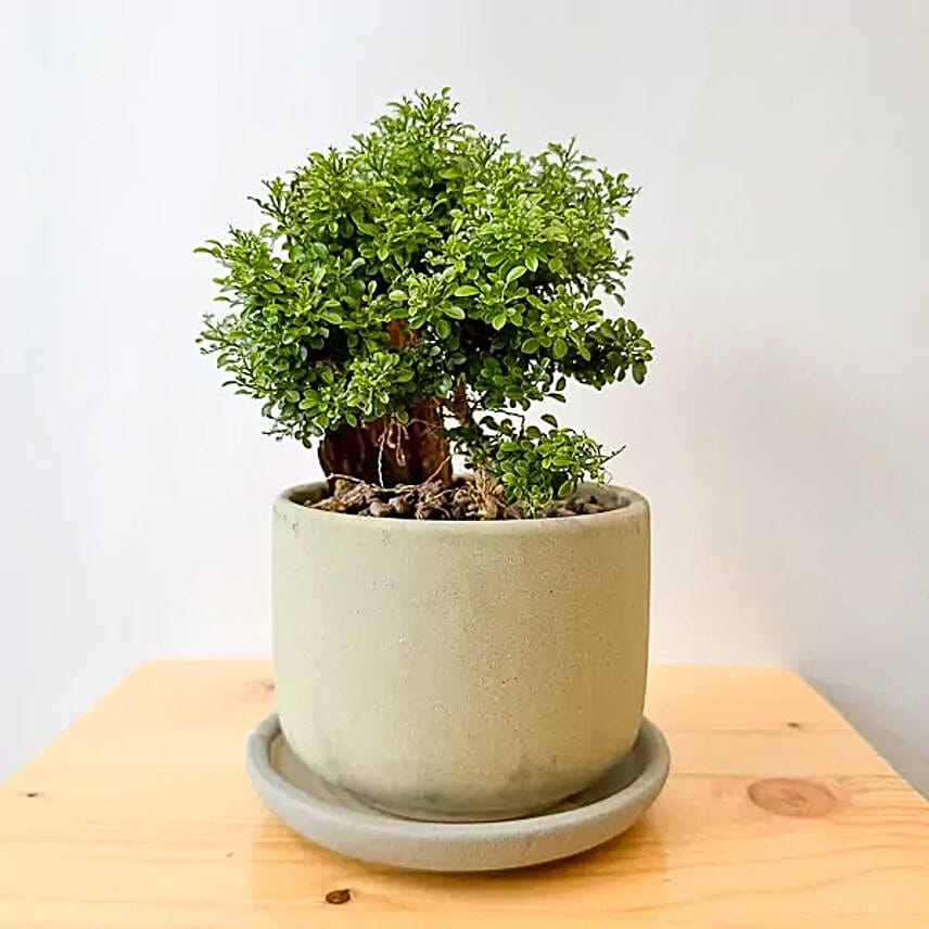 Murraya Paniculata Bonsai Plant