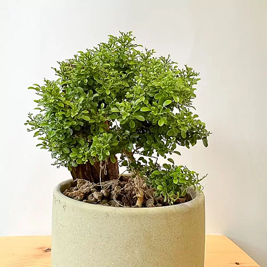 Murraya Paniculata Bonsai Plant