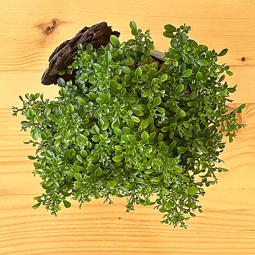 Murraya Paniculata Bonsai Plant