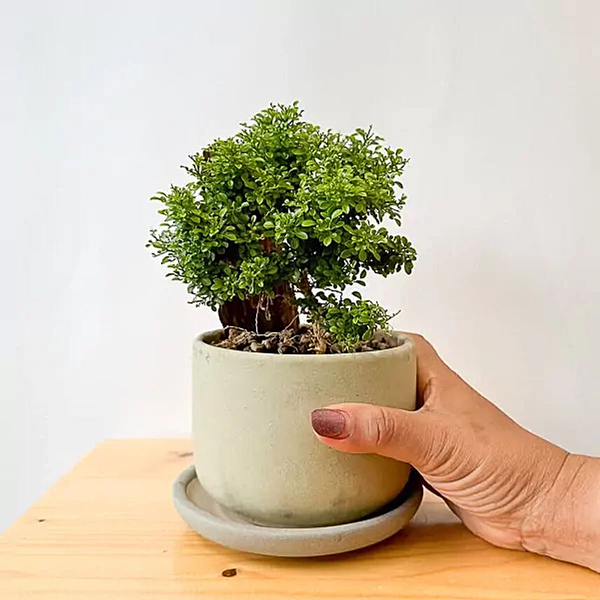Murraya Paniculata Bonsai Plant