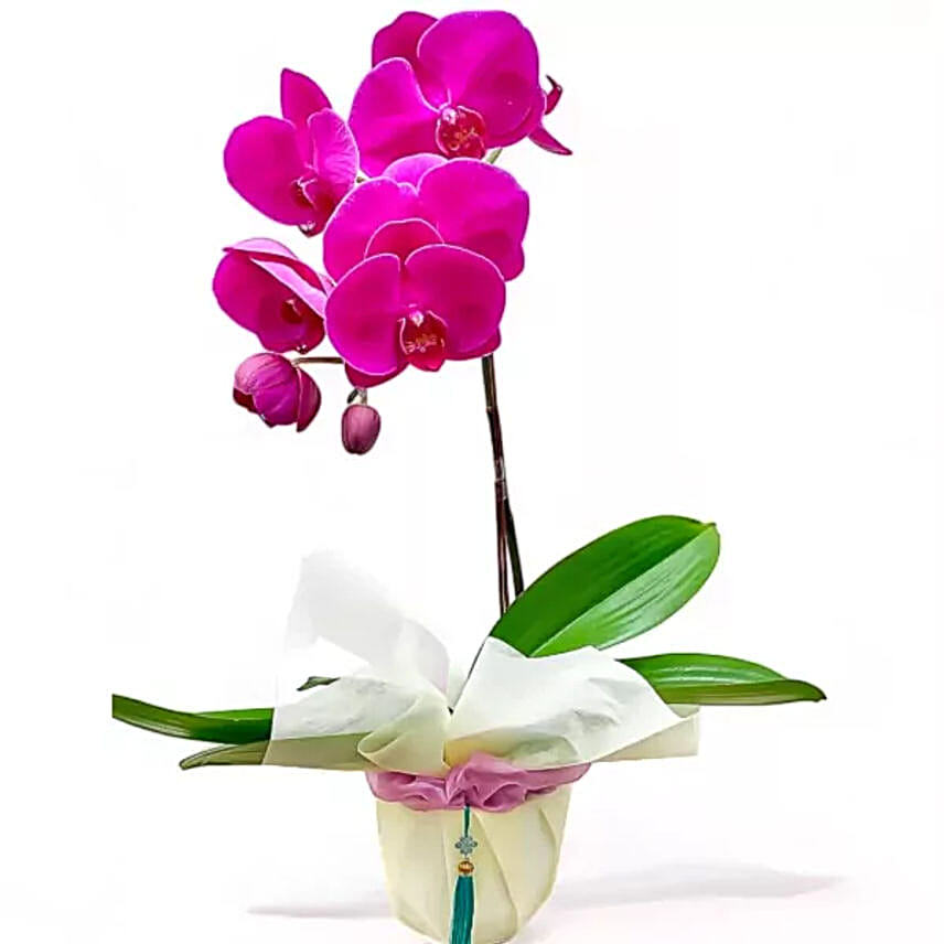 Unity in Purple Orchid