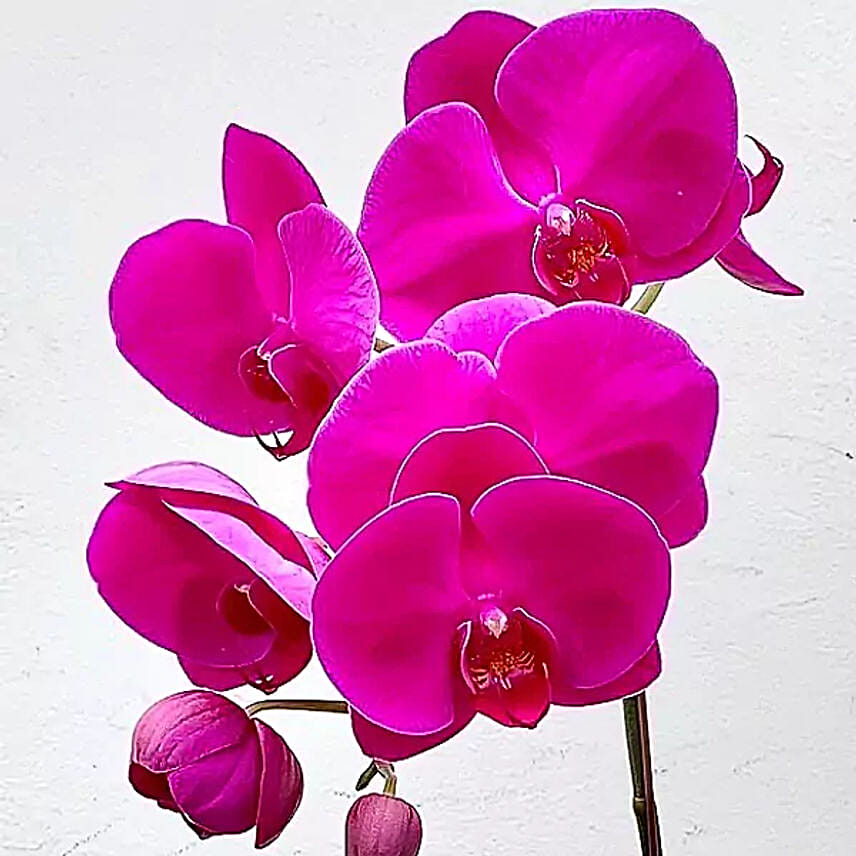 Unity in Purple Orchid