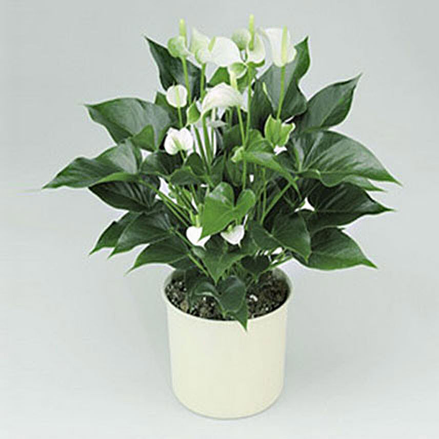 White Anthurium Plant:Send Indoor Plants to UAE