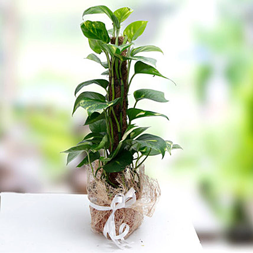 Utmost Perfection:Indoor Plants in UAE