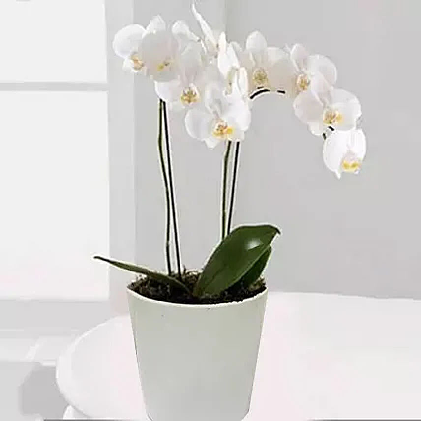 White Phalaenopsis Orchid Plant:Orchid Flowers to UAE
