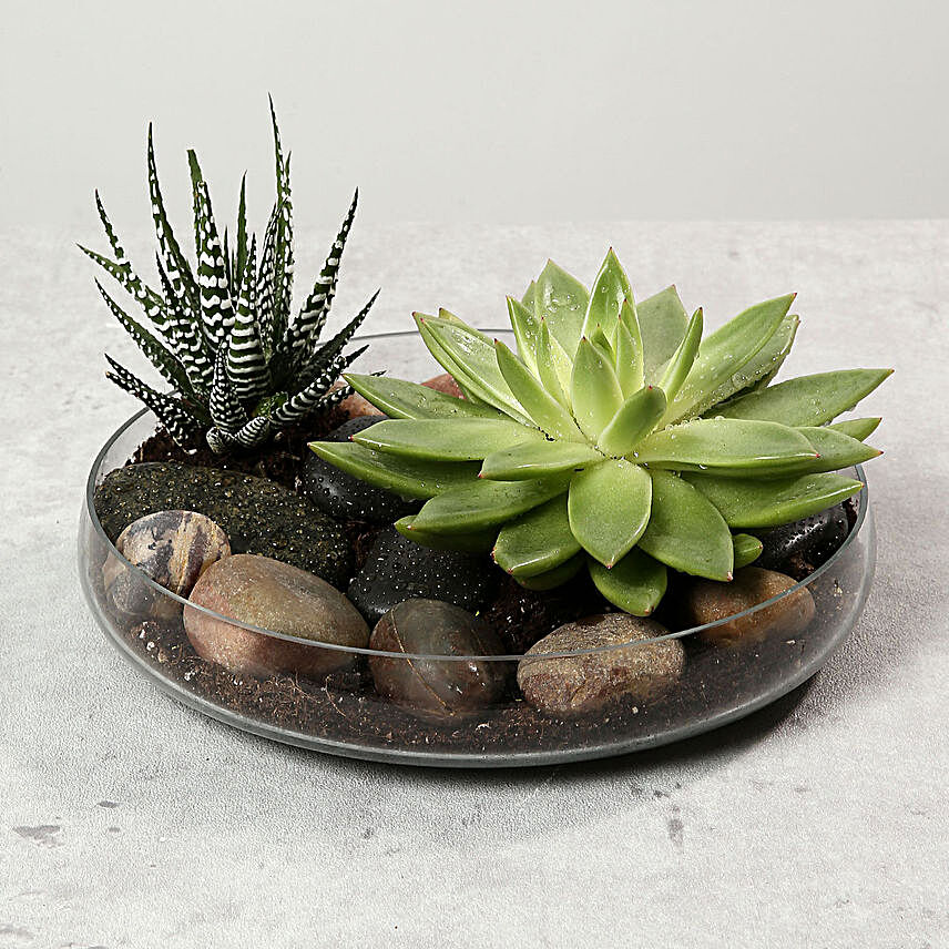 Green Echeveria and Haworthia with Natural Stones:New Arrival Gifts to UAE