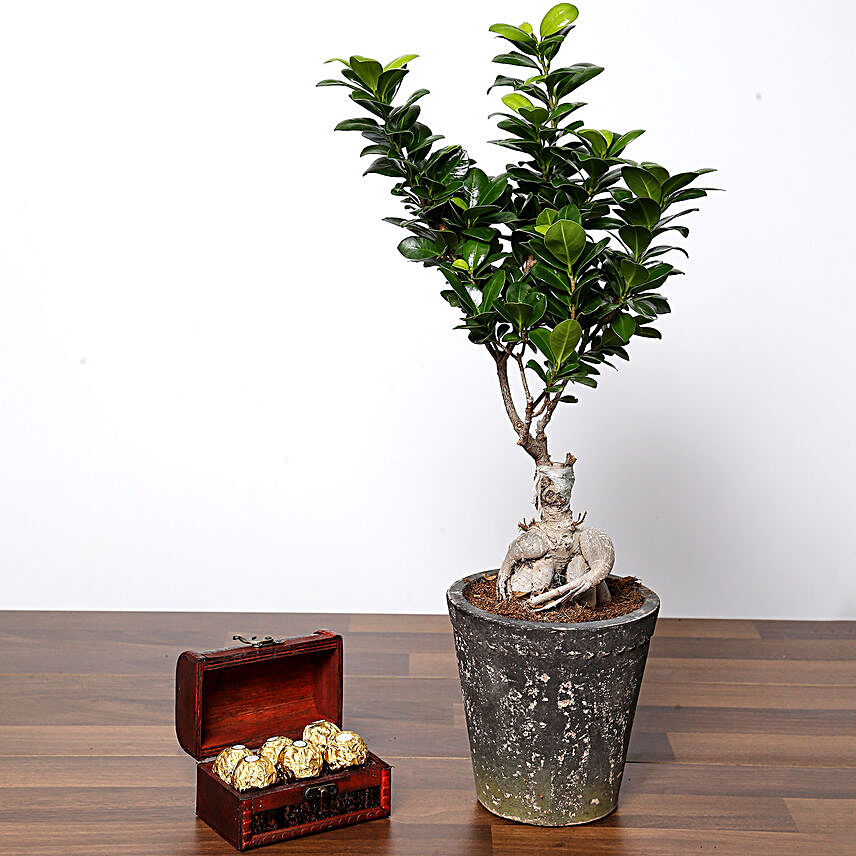 Ficus Bonsai Plant In Ceramic Pot and Chocolates