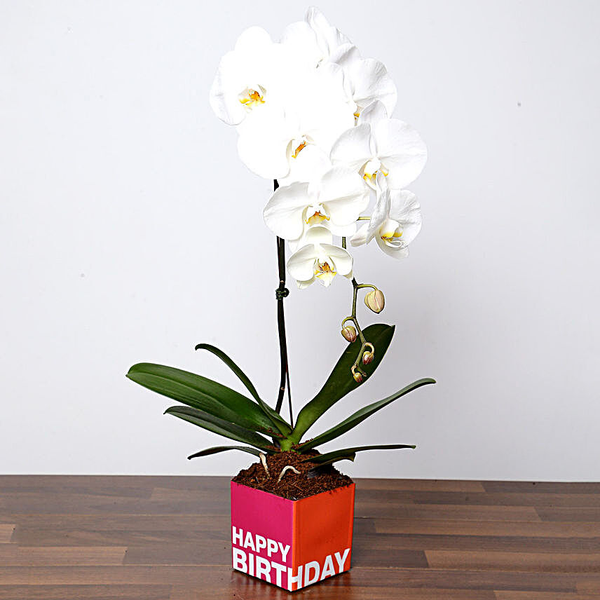 White Phalaenopsis Plant In Glass Vase:Send Indoor Plants to UAE