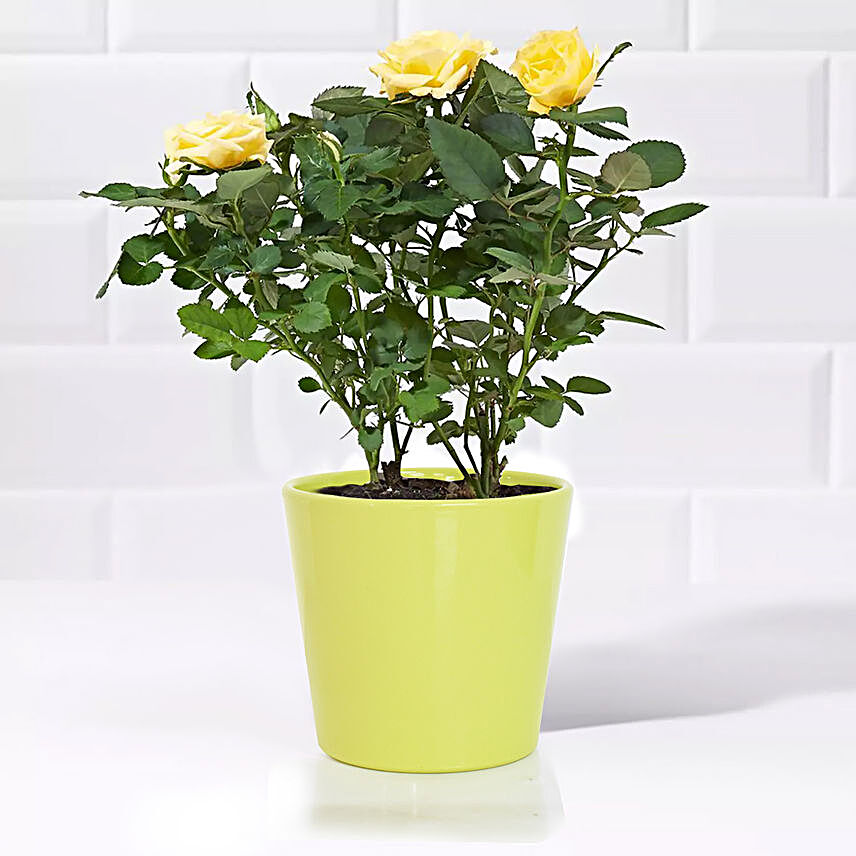 Yellow Rose Plant:Send Indoor Plants to UAE