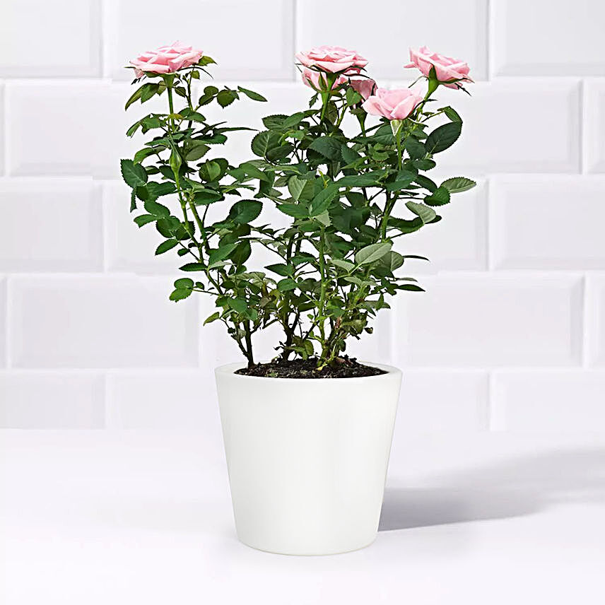 Pink Rose Plant:Send Indoor Plants to UAE
