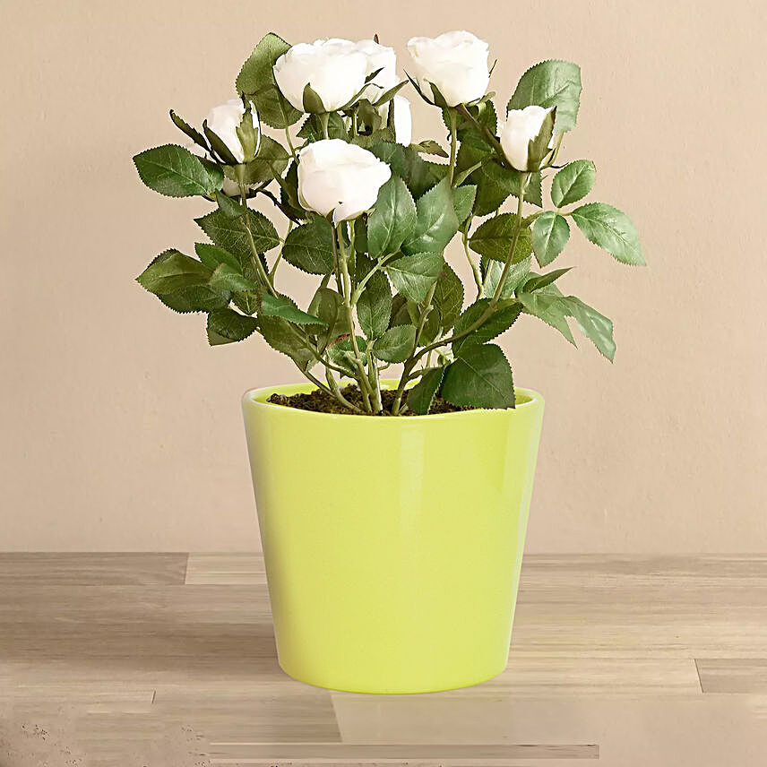 White Rose Plant:Send Indoor Plants to UAE