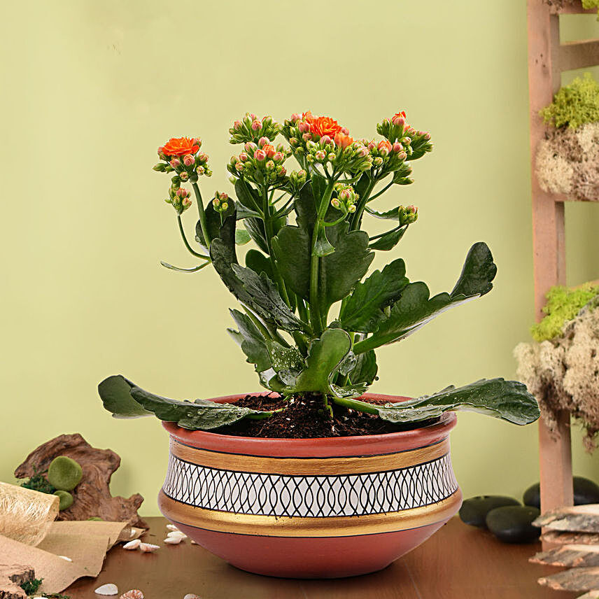 Orange Kalanchoe in Small Planter:Send Chinese New Year Gifts to UAE