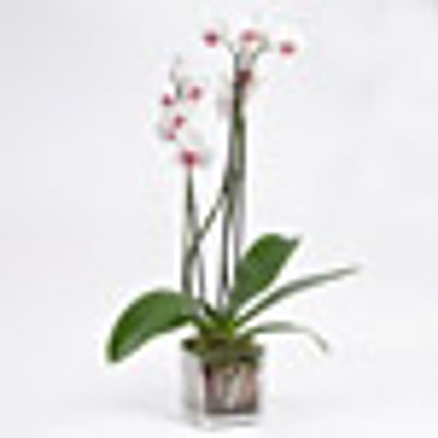 Pink Phalaenopsis Orchid Plant:Plants  in UAE