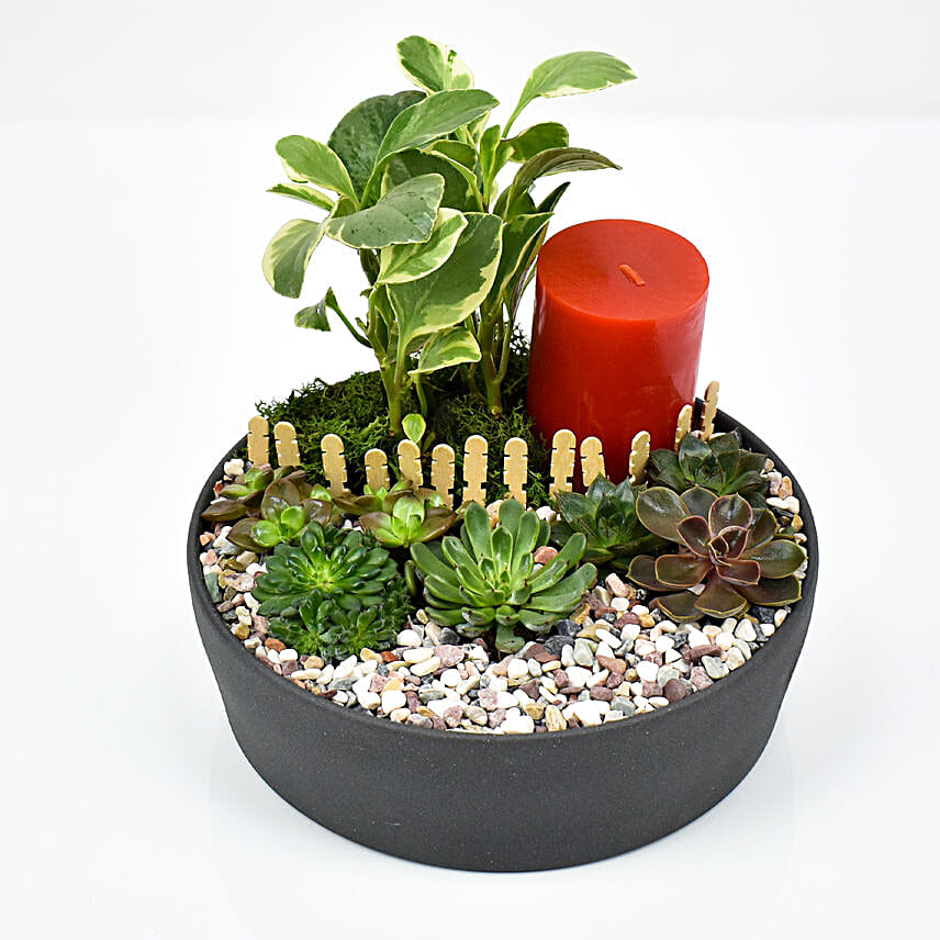 Plants and Candle in Grey Ceramic Tray uae Gift Plants and Candle in