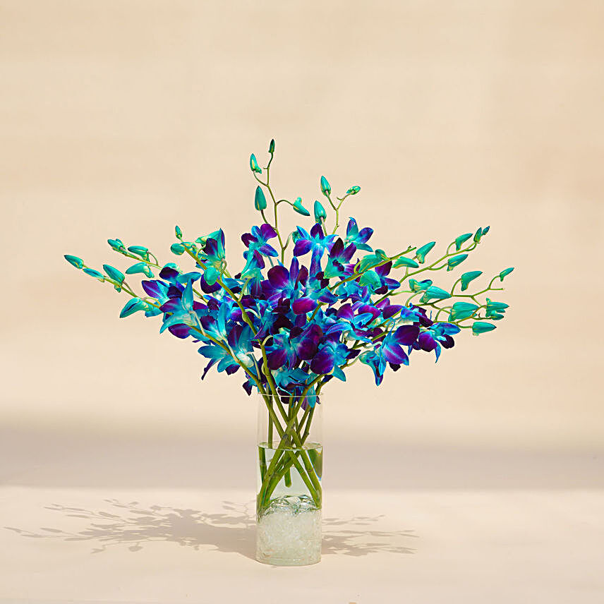 Mesmerizing Blue Orchids:Send Orchid Flowers to UAE