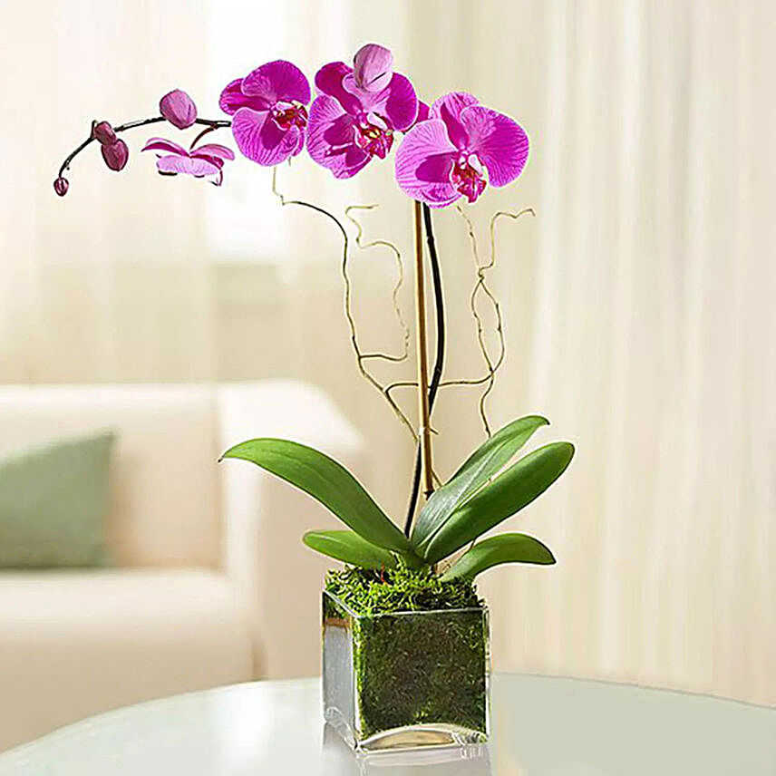 Purple Orchid Plant In Glass Vase:Orchid Flowers to UAE