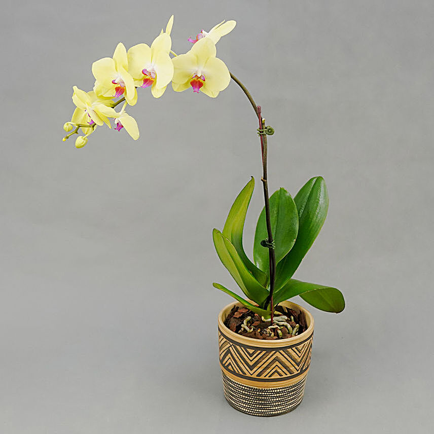 Graceful Yellow Orchid Plant