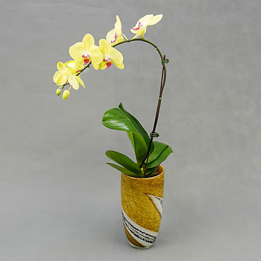 Yellow Ochid with Premium Vase