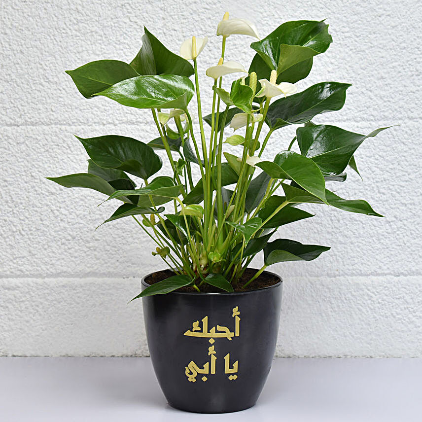 Love you Dad Anthurium Plant