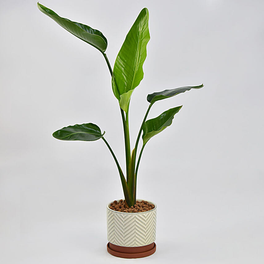 Banana Plant uae Gift Banana Plant FNP