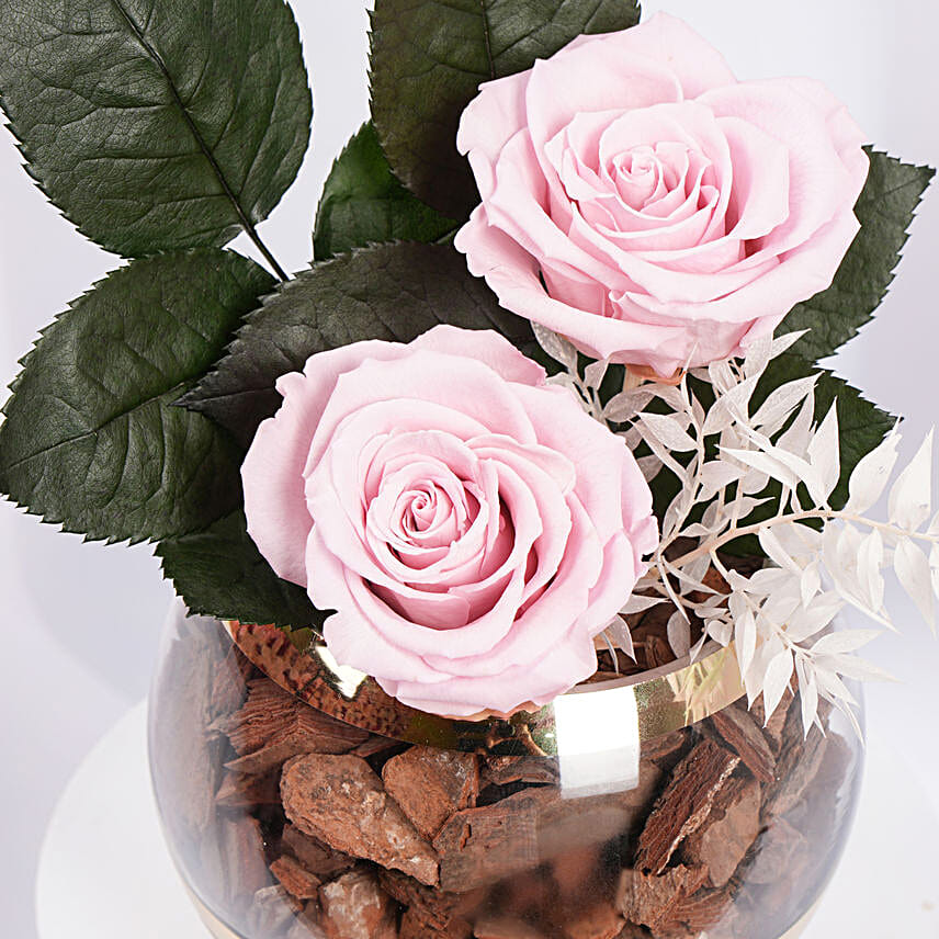 Duo of Pink Preserved Rose in Premium Vase