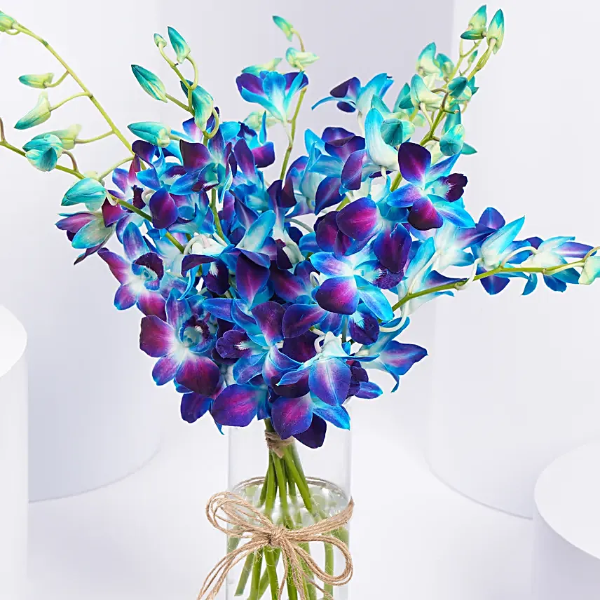 Mesmerizing Blue Orchids