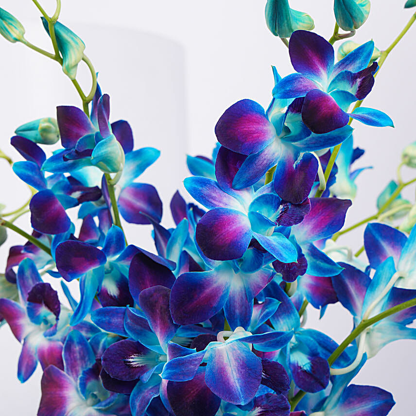 Mesmerizing Blue Orchids
