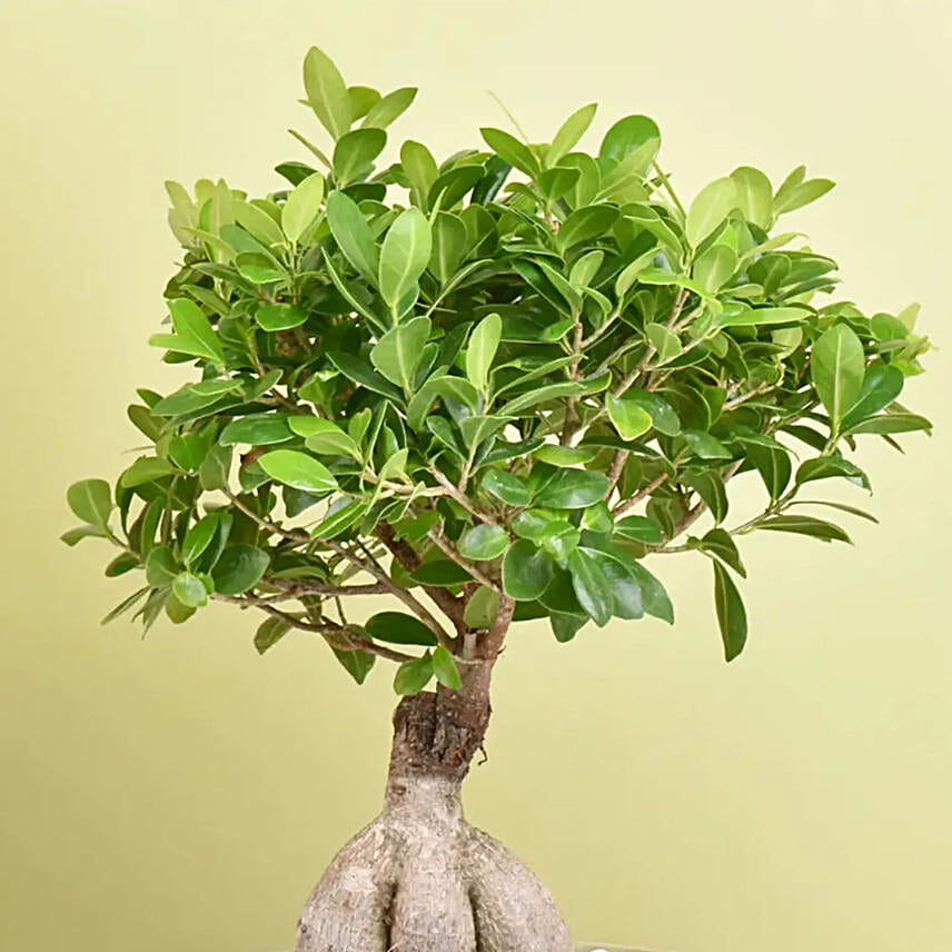 Bonsai Plant In Green Pot