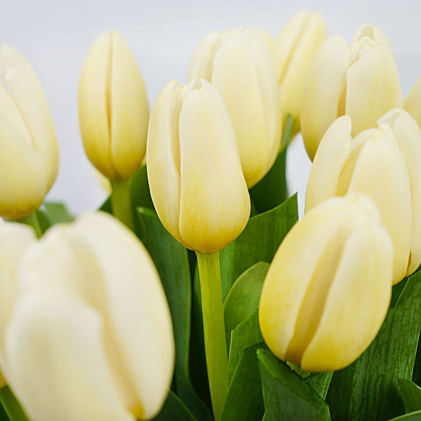 20 White Tulips
