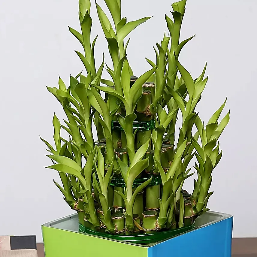 3 Layer Bamboo Plant and Mirzam Chocolates for Birthday