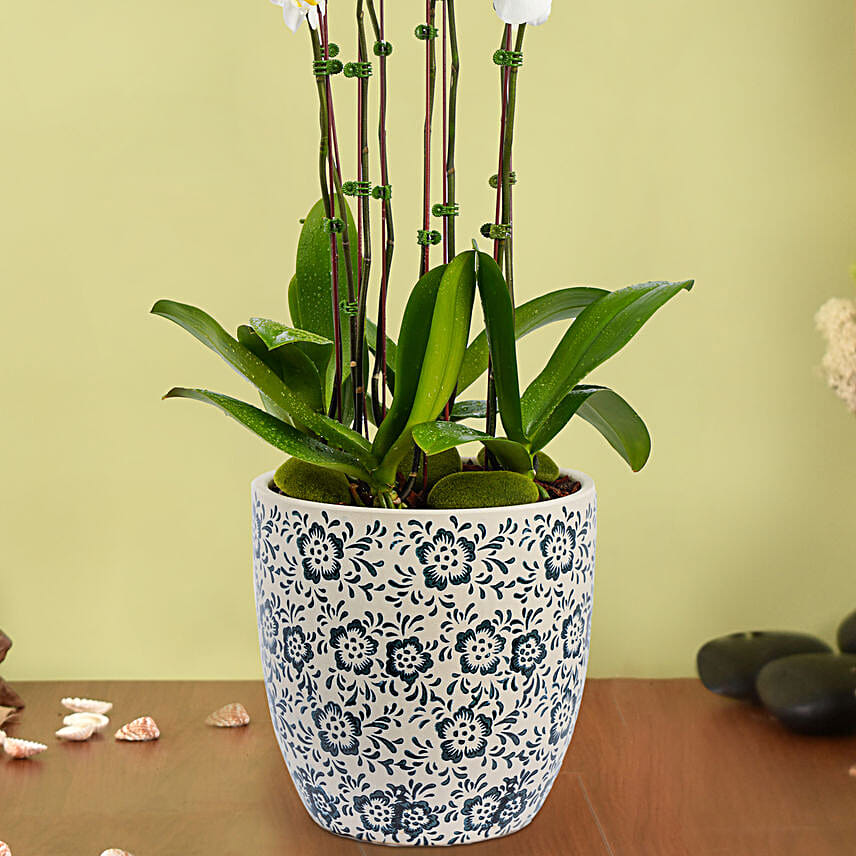 4 Stem Phalaneopsis or Orchid Plant in Premium Pot
