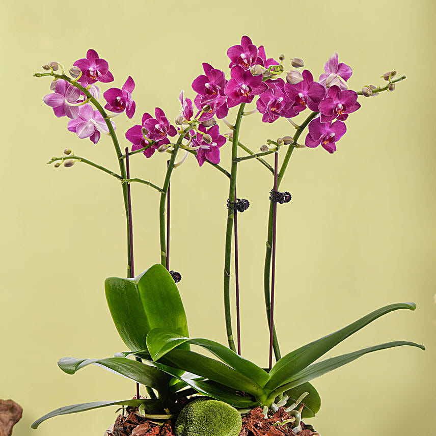 4 Stems Small Purple Orchid Plant In Premium Gold Pot