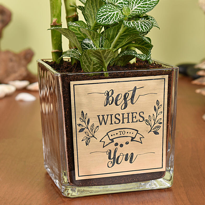 Best Wishes Lucky Bamboo n Fittonia