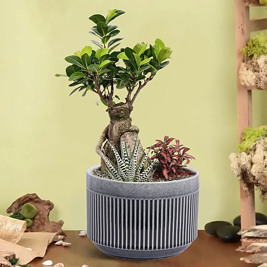 Bonsai Garden