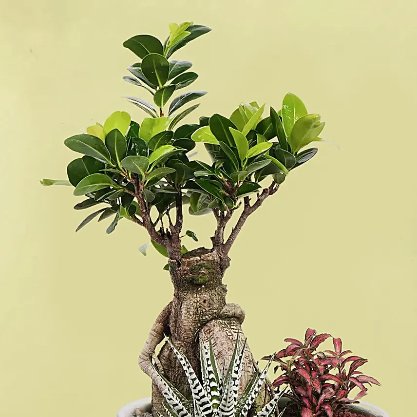 Bonsai Garden