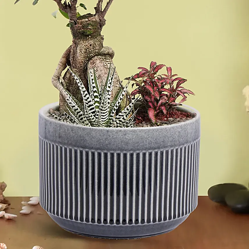 Bonsai Garden