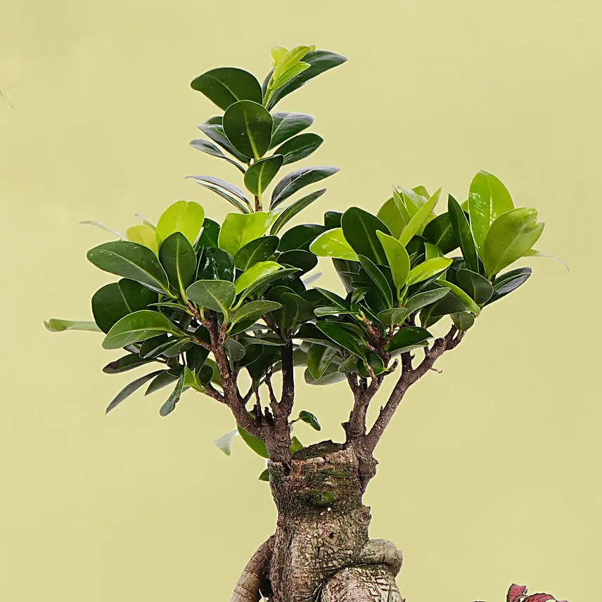 Bonsai Garden