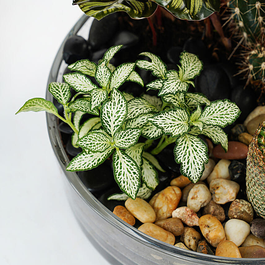 Evergreen Plants Dish Garden