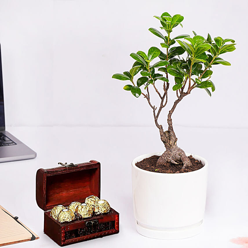 Ficus Bonsai Plant In Ceramic Pot and Chocolates