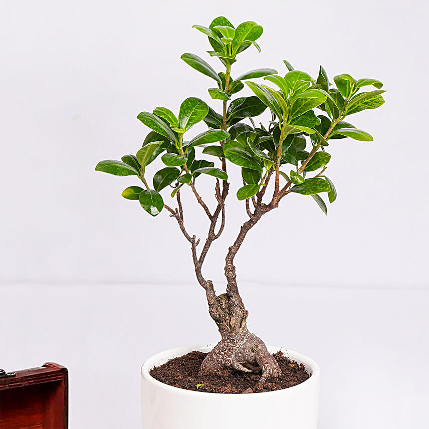 Ficus Bonsai Plant In Ceramic Pot and Chocolates