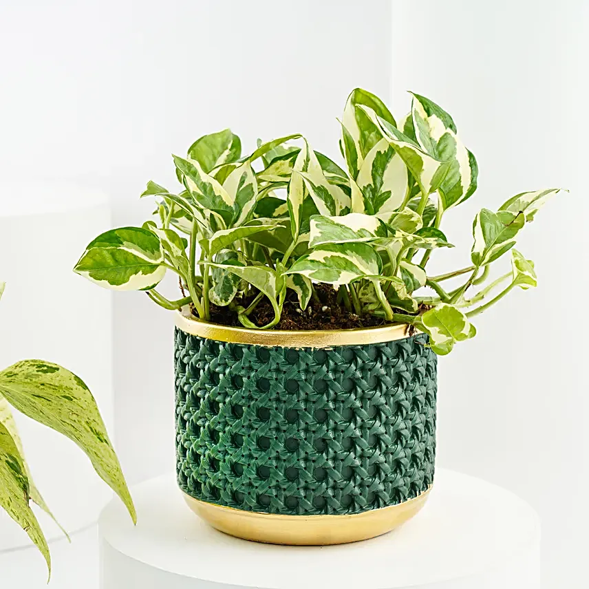 Golden and Joy Money Plant Plant Set