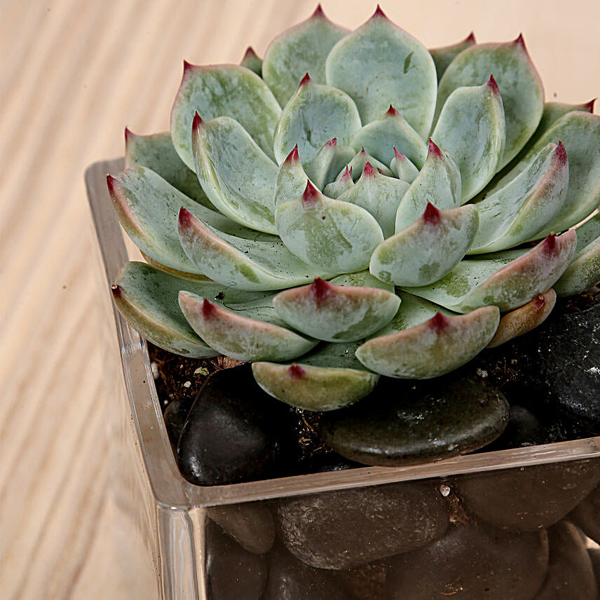 Green Echeveria Plant In Square Vase