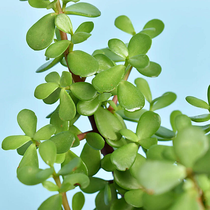 Happy Teachers Day Jade Plant