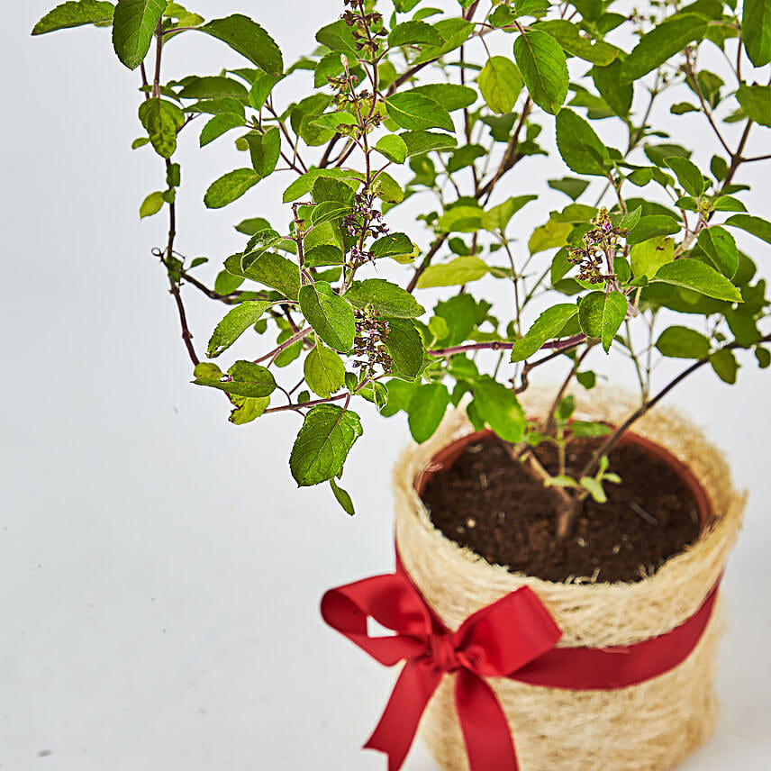 Jute Wrapped Tulsi Plant