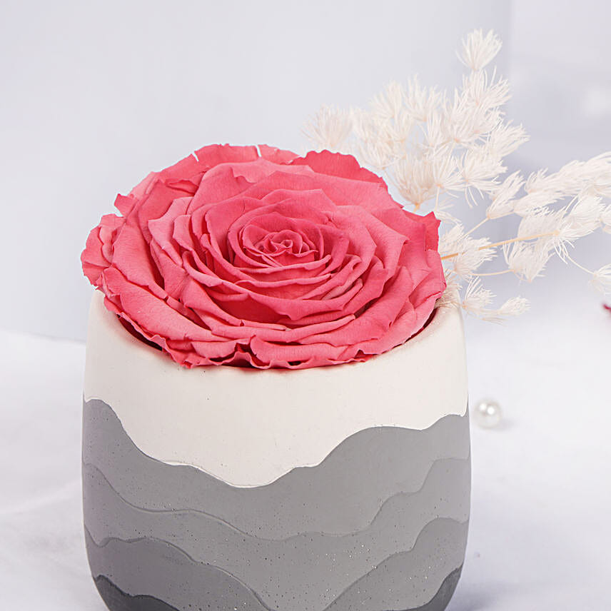 Large Fussia Preserved Rose with Premium Vase