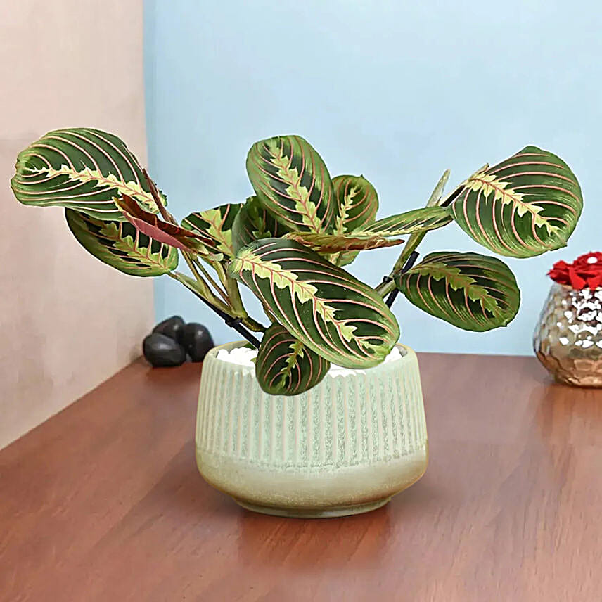 Maranta in Beautiful planter