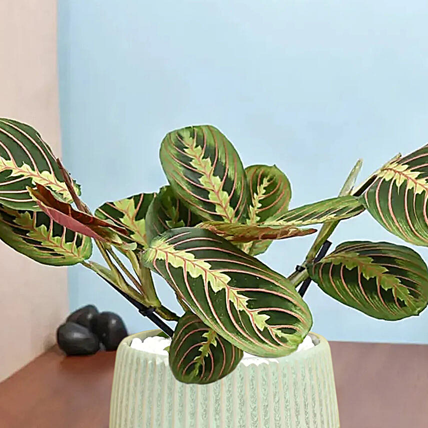 Maranta in Beautiful planter