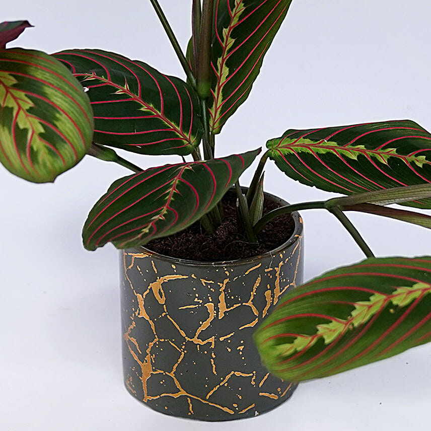 Maranta in Beautiful planter