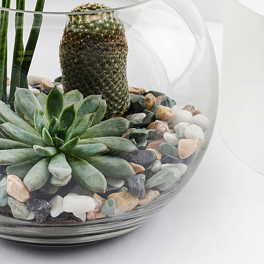 Mini Forest in Glass Bowl